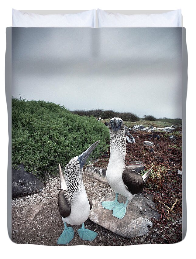 Feb0514 Duvet Cover featuring the photograph Blue-footed Booby Pair Courting by Tui De Roy