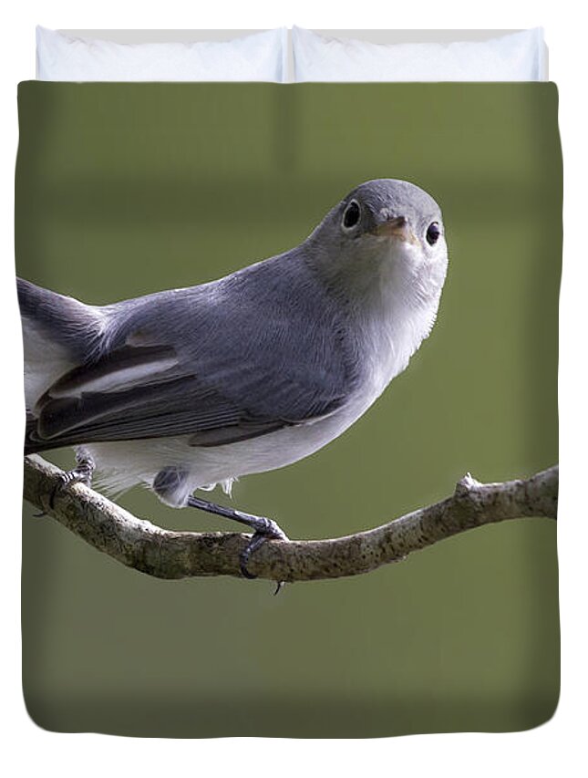 Blue-gray Gnatcatcher Duvet Cover featuring the photograph Blue-gray Gnatcatcher by Meg Rousher