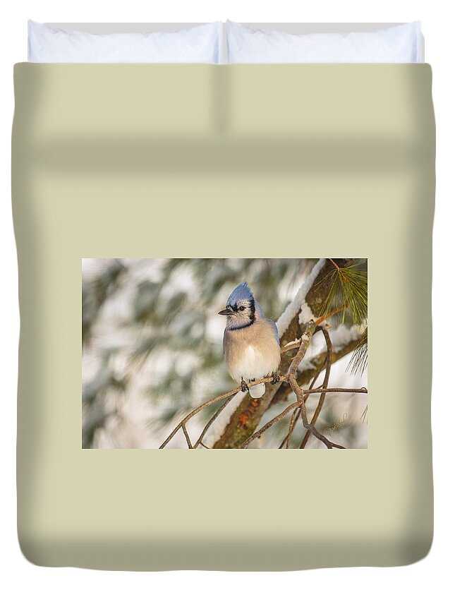 Bluejay Duvet Cover featuring the photograph Blue Jay by Everet Regal