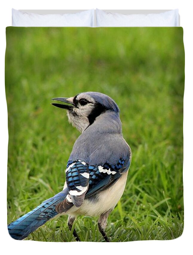 Mccombie Duvet Cover featuring the photograph Blue Jay by J McCombie
