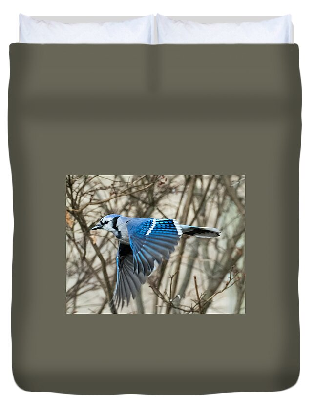 Blue Jay Duvet Cover featuring the photograph Blue Jay by Holden The Moment