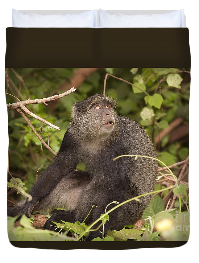 Blue Duvet Cover featuring the photograph Blue monkey Cercopithecus mitis by Eyal Bartov