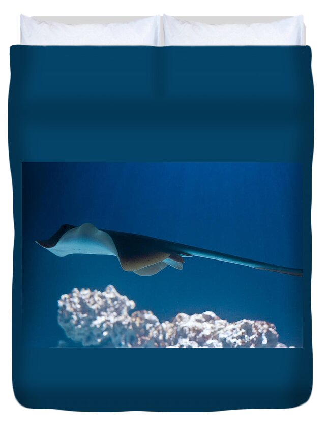 Underwater Duvet Cover featuring the photograph Blue spotted fantail ray by Eti Reid