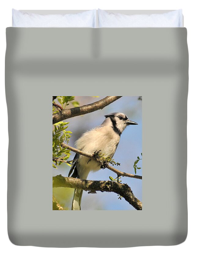 Bluejay Duvet Cover featuring the photograph Bluejay 310 by Gene Tatroe