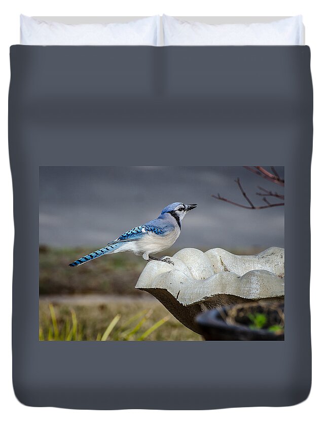 Blue Jay Duvet Cover featuring the photograph Bluejay by David Downs