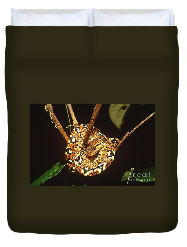 Infocus127 Duvet Cover featuring the photograph Boa Constrictor by Art Wolfe