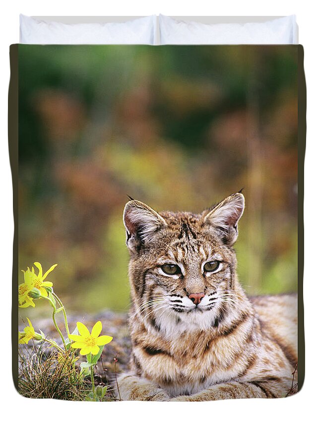 Designs Similar to Bobcat By Flowers