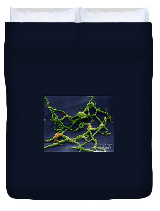 Micrograph Duvet Cover featuring the photograph Borrelia Burgdorferi by Eye of Science