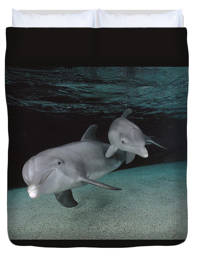 Feb0514 Duvet Cover featuring the photograph Bottlenose Dolphin Mother And Baby by Flip Nicklin