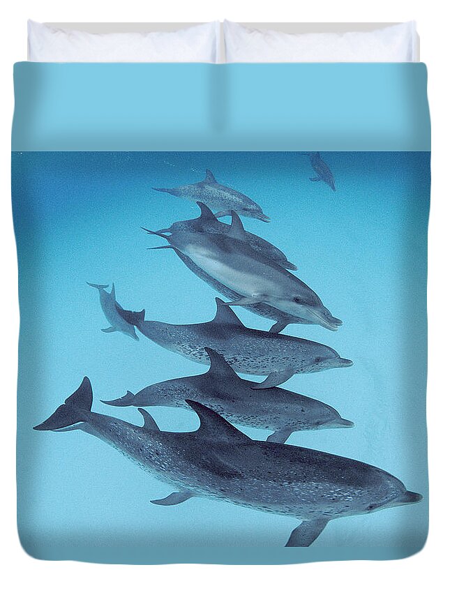 Feb0514 Duvet Cover featuring the photograph Bottlenose Dolphin With Atlantic by Flip Nicklin