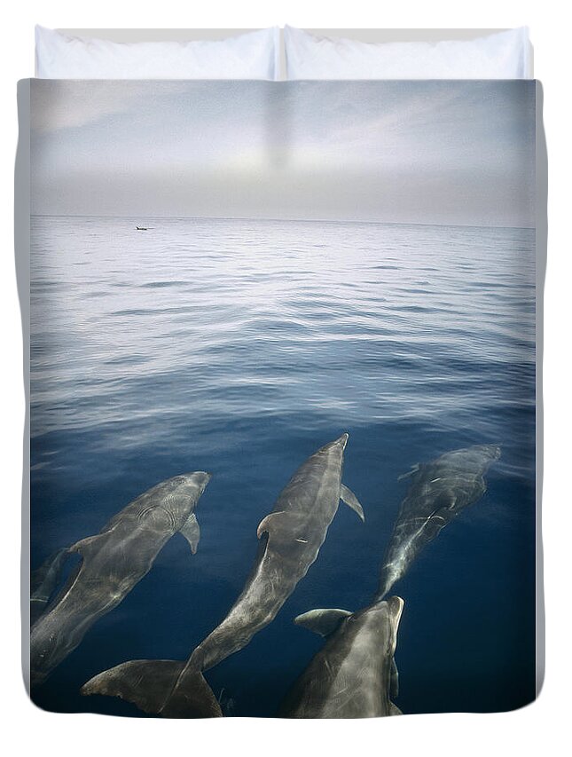 Feb0514 Duvet Cover featuring the photograph Bottlenose Dolphins Surfacing Galapagos by Tui De Roy