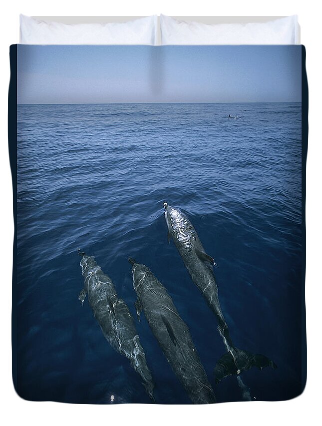 Feb0514 Duvet Cover featuring the photograph Bottlenose Dolphins Surfacing Shark Bay by Flip Nicklin