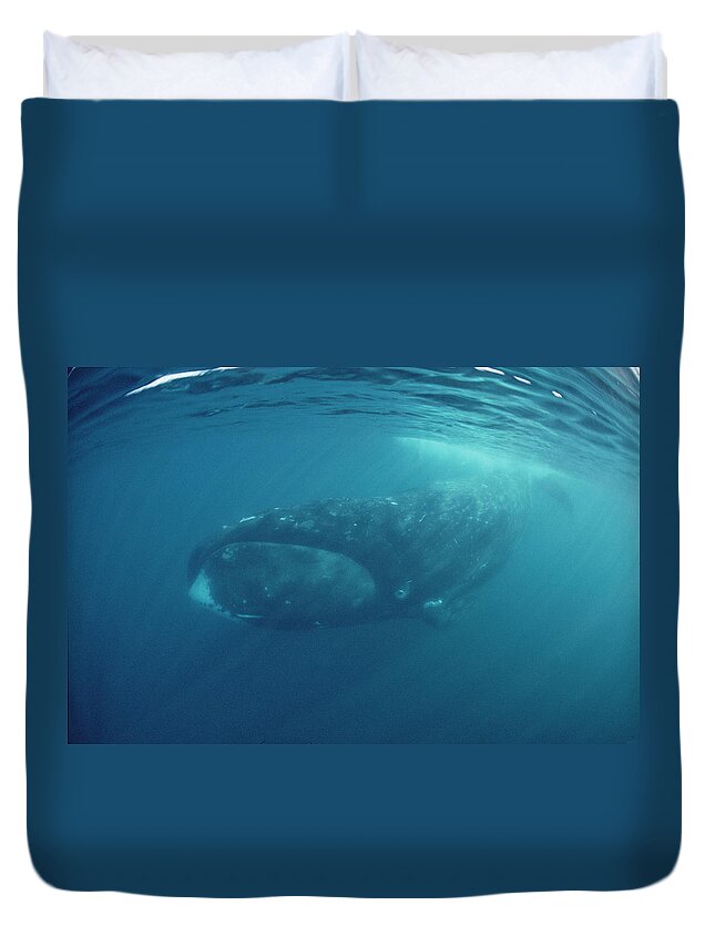 Feb0514 Duvet Cover featuring the photograph Bowhead Whale Baffin Isl Canada by Flip Nicklin