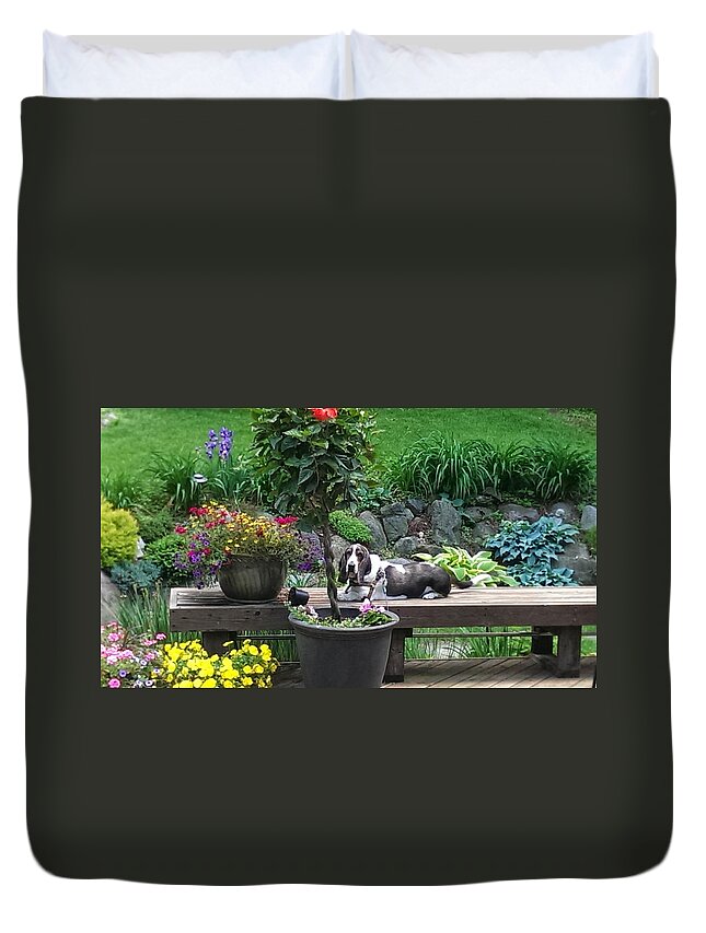 Hound Hounddog Basset Duvet Cover featuring the photograph Bowie in the garden by Tim Donovan
