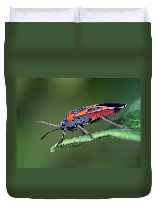 Macro Duvet Cover featuring the photograph Boxelder Bug by Juergen Roth