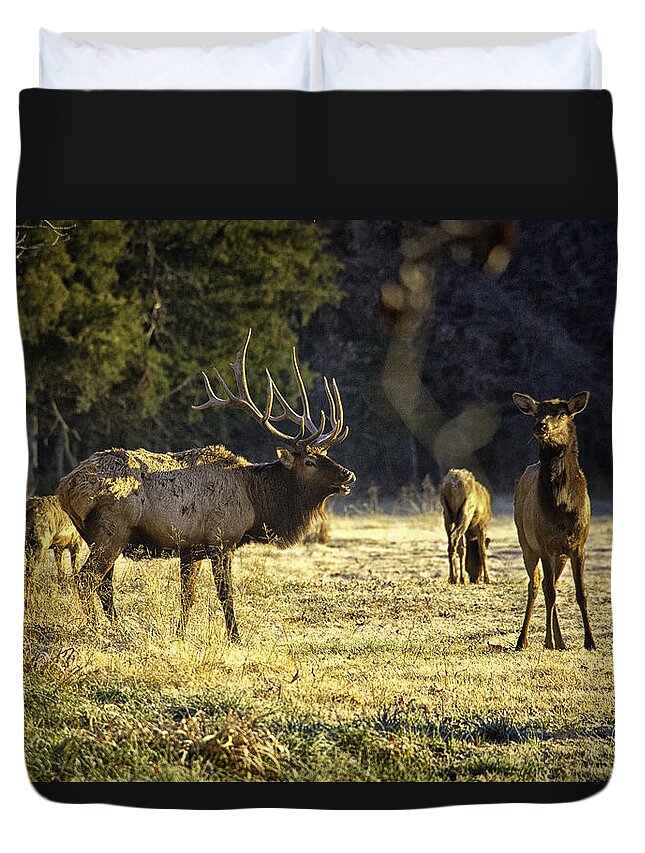 Bull Elk Duvet Cover featuring the photograph Boxley Stud and Cow Elk by Michael Dougherty