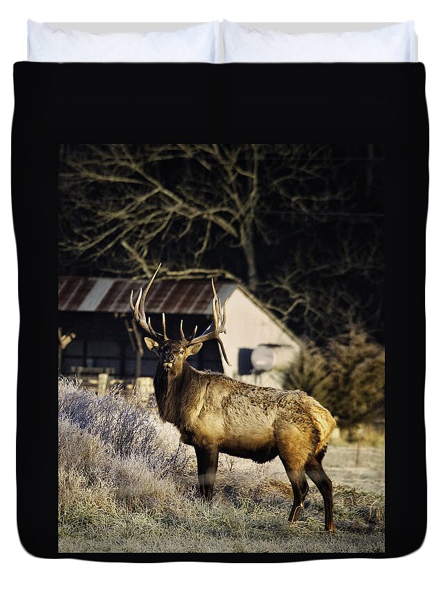 Bull Elk Duvet Cover featuring the photograph Boxley Stud Post-Rut by Michael Dougherty