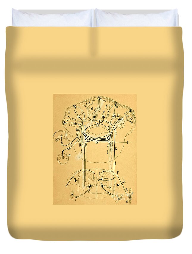 Vestibular Connections Duvet Cover featuring the drawing Brain Vestibular Sensor Connections by Cajal 1899 by Science Source