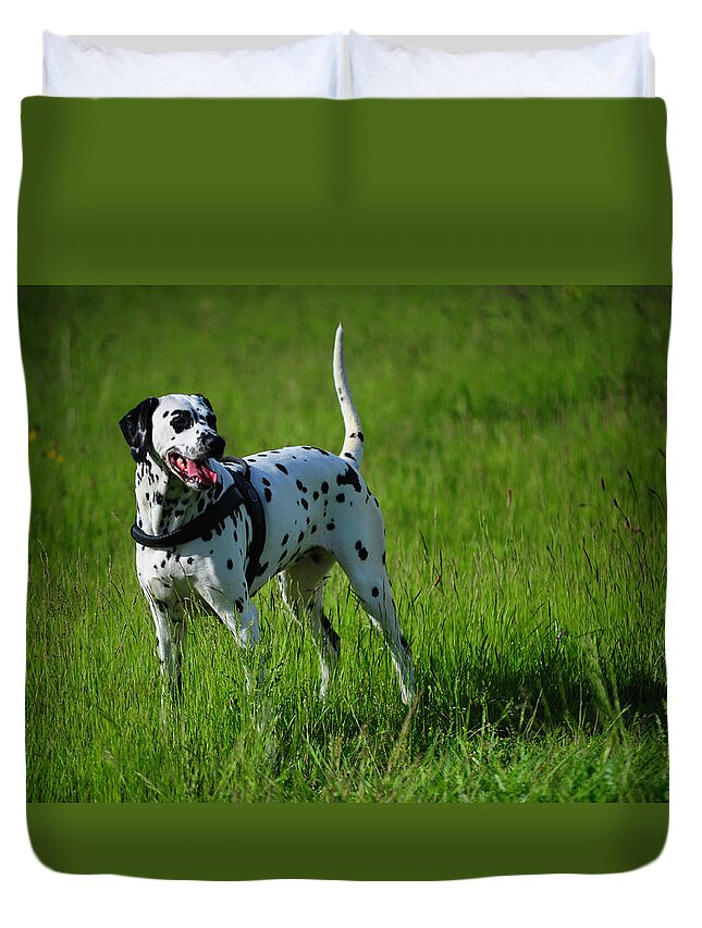 Dalmation Duvet Cover featuring the photograph Brave Stand. Kokkie. Dalmation Dog by Jenny Rainbow