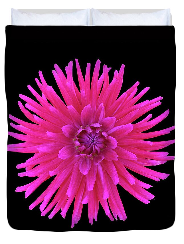Haslemere Duvet Cover featuring the photograph Bright Pink Cactus Dahlia On Black by Rosemary Calvert