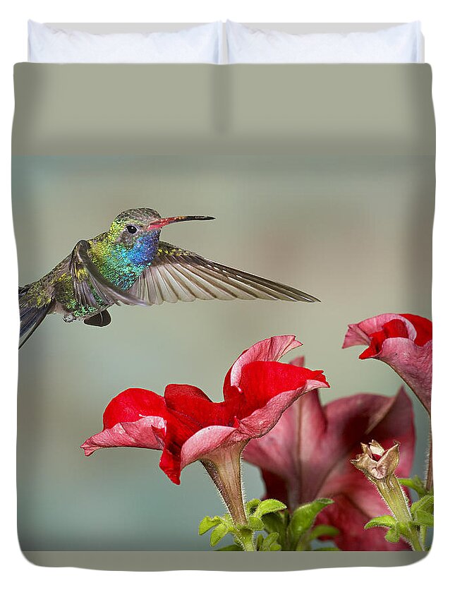 Action Duvet Cover featuring the photograph Broad billed Hummingbird 4 by Jack Milchanowski