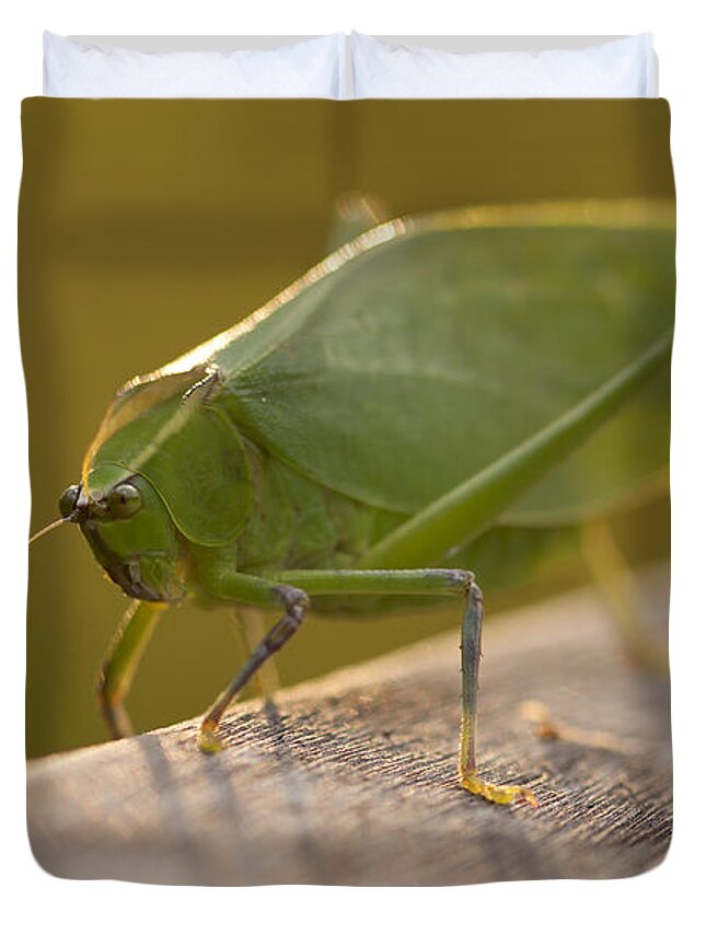 Broad-winged Katydid Duvet Cover featuring the photograph Broad-winged Katydid by Meg Rousher