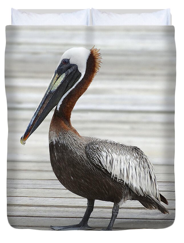 Brown Pelican Duvet Cover featuring the photograph Brown Pelican by Mike McGlothlen