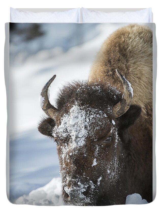 Yellowstone Duvet Cover featuring the photograph Buffalo in Snow by Bill Cubitt