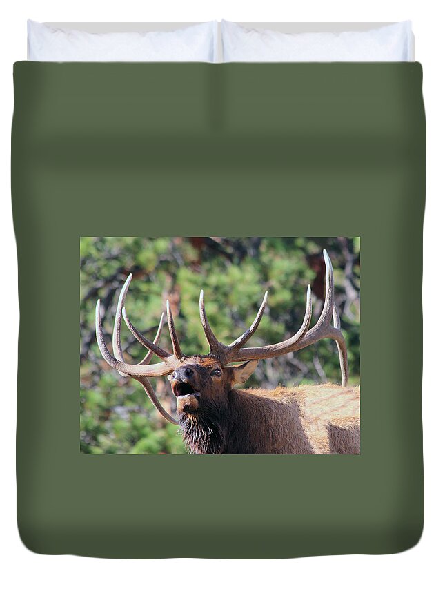 Elk Duvet Cover featuring the photograph Bugling Bull by Shane Bechler