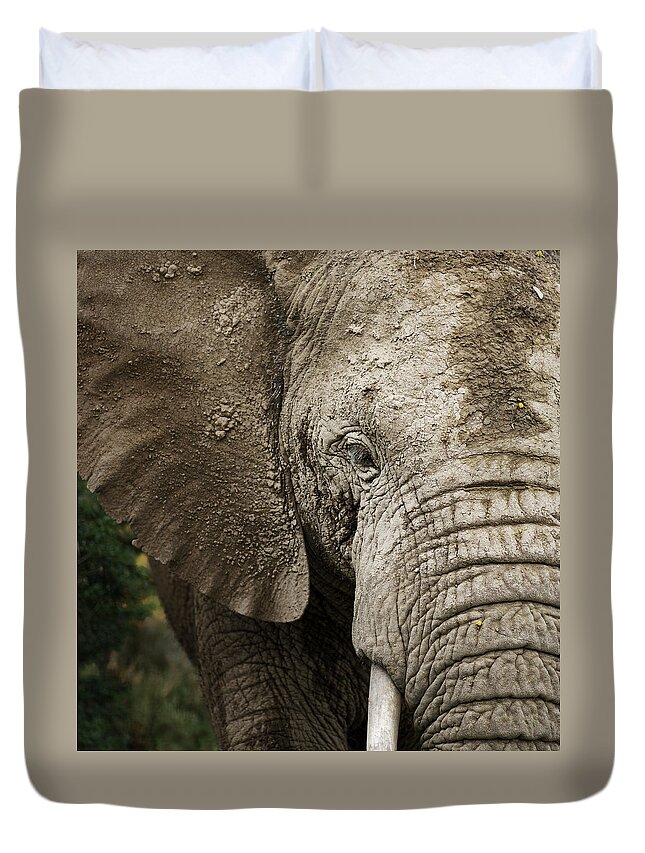 Extreme Terrain Duvet Cover featuring the photograph Bull African Elephant, South Africa by Ryersonclark