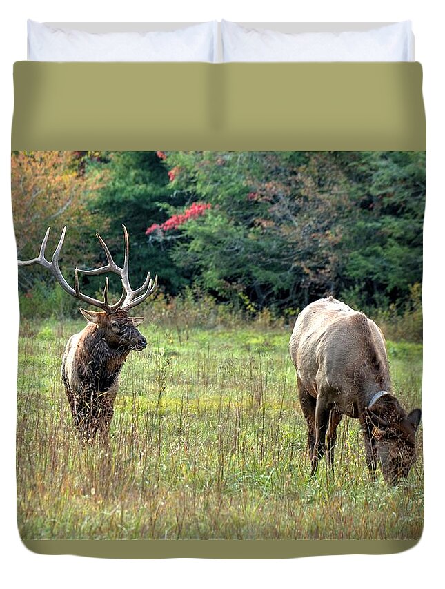 Elk Duvet Cover featuring the photograph Bull Elk and His Lady at Cataloochee by Carol Montoya