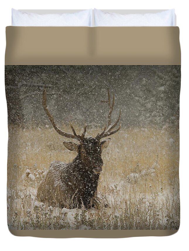 Photography Duvet Cover featuring the photograph Bull Elk Lying Down During Snowstorm by Animal Images