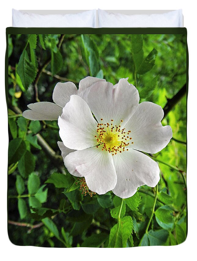 Britain Duvet Cover featuring the photograph Burnet Rose - Rosa pimpinellifolia by Rod Johnson