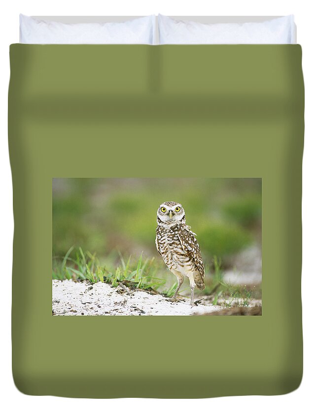 Animal Duvet Cover featuring the photograph Burrowing Owl Athene Cunicularia by Paul J. Fusco