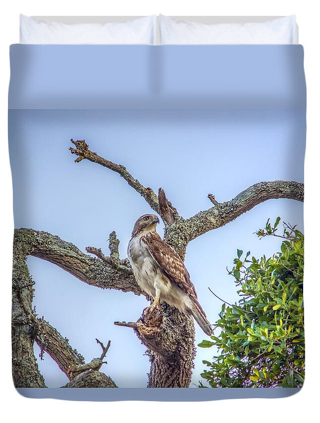 Predator Duvet Cover featuring the photograph Buteo jamaicensis II by Traveler's Pics