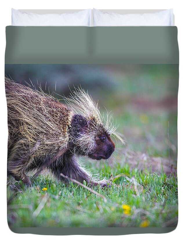 Big Horn Sheep Duvet Cover featuring the photograph Butter Cup Walk by Kevin Dietrich