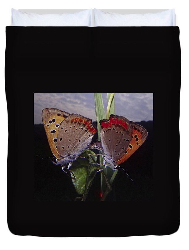 Butterfly Duvet Cover featuring the photograph Butterfly 001 by Ingrid Smith-Johnsen