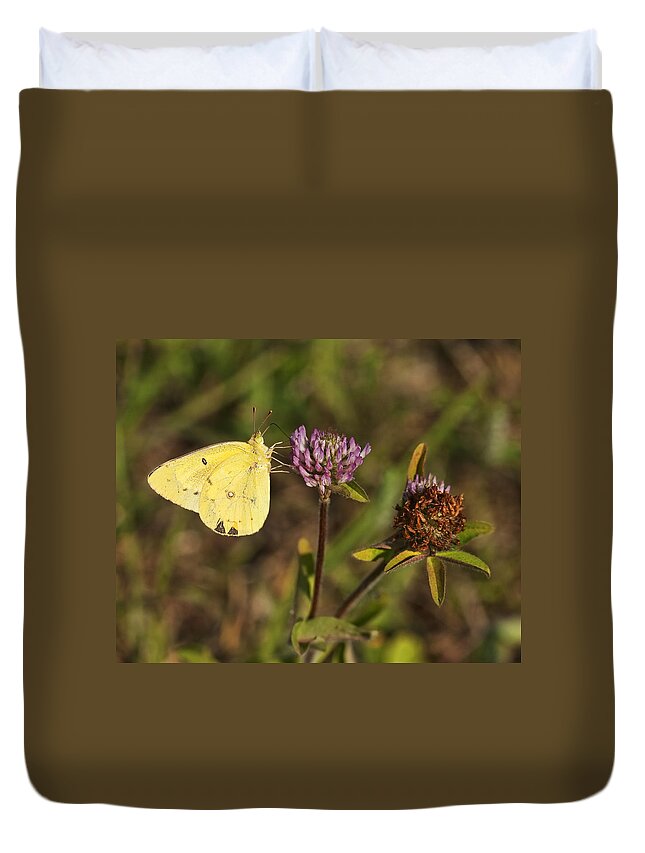 Pieris Rapae Duvet Cover featuring the photograph Cabbage Yellow Butterfly On Pink Clover by Kathy Clark