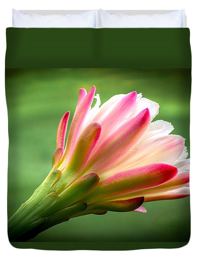 Flower Duvet Cover featuring the photograph Cactus Flower 4 by Will Wagner