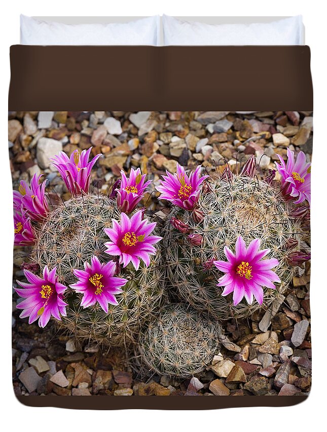 Feb0514 Duvet Cover featuring the photograph Cactus Flowers Arizona by Tom Vezo
