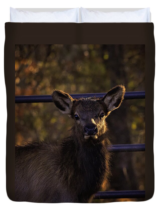 Elk Calf Duvet Cover featuring the photograph Calf Elk by Gate at Sunrise by Michael Dougherty