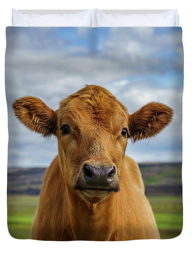Tranquility Duvet Cover featuring the photograph Calf Looking At The Camera, Iceland by Arctic-images