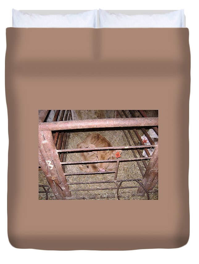 Barns Duvet Cover featuring the photograph Calf by Moshe Harboun