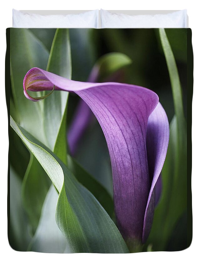Lily Duvet Cover featuring the photograph Calla Lily in Purple Ombre by Rona Black