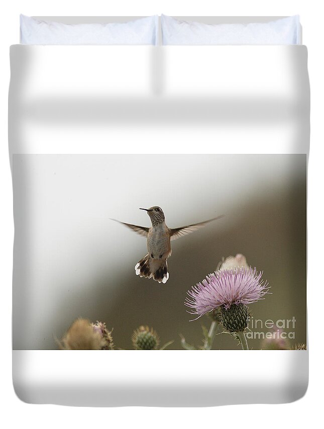 Nature Duvet Cover featuring the photograph Calliope Hummingbird, Selasphorus calliope, British Colombia. by Tony Mills