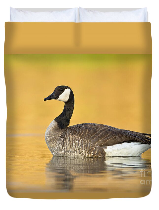 Goose Duvet Cover featuring the photograph Canada goose at sunrise by Bryan Keil