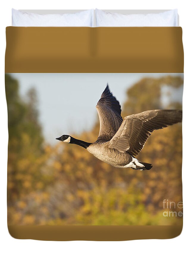 Goose Duvet Cover featuring the photograph Canada Goose in the skies by Bryan Keil