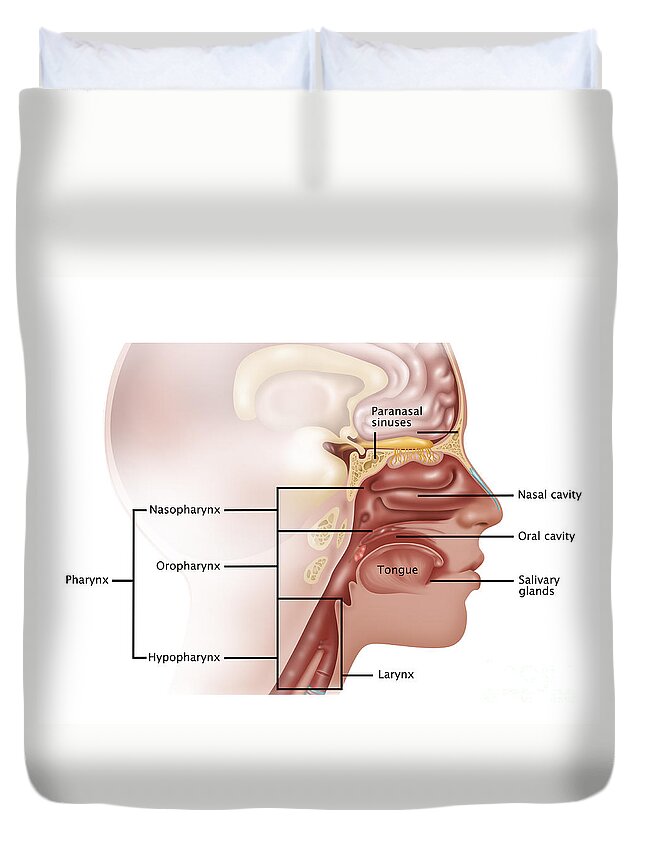 Cancer Regions Duvet Cover featuring the photograph Cancer Regions In Head And Neck by Gwen Shockey