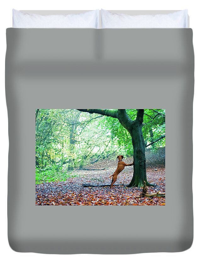 Pets Duvet Cover featuring the photograph Canine Treeing by Darren Boucher