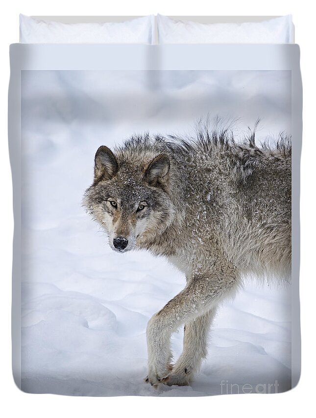 Nina Stavlund Duvet Cover featuring the photograph Canis lupus.. by Nina Stavlund